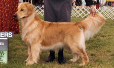 Golden Retriever - Shelby